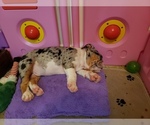 Small Photo #11 English Bulldog Puppy For Sale in DE WITT, MI, USA