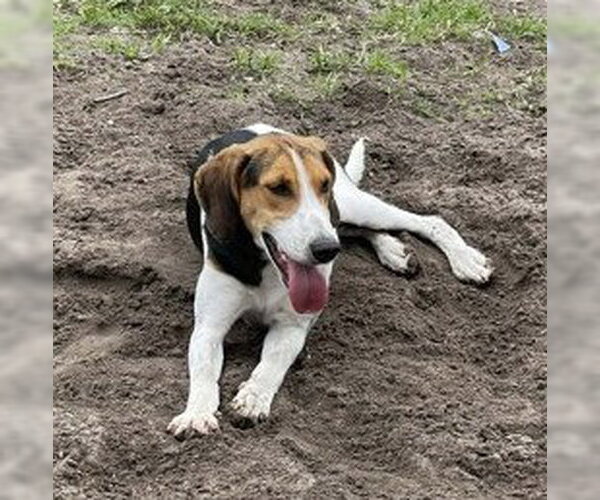 Medium Photo #3 Mutt Puppy For Sale in North Myrtle Beach, SC, USA