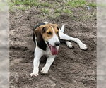 Small #2 Mutt