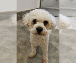 Poodle (Miniature) Dogs for adoption in Agoura Hills, CA, USA