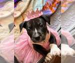 Small #3 American Staffordshire Terrier Mix