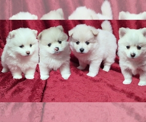 Pomsky Puppy for sale in OCALA, FL, USA