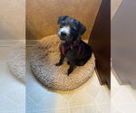 Small #7 Mutt