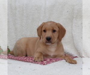 Labrador Retriever Puppy for sale in FELTON, PA, USA