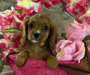 Cavapoo Puppy for sale in THORP, WI, USA