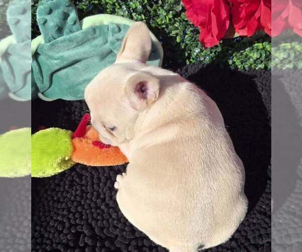 Medium Photo #3 French Bulldog Puppy For Sale in BOSTON, KY, USA