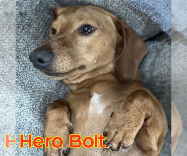Medium Photo #3 Dachshund Puppy For Sale in San Antonio, TX, USA
