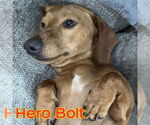 Small #2 Dachshund