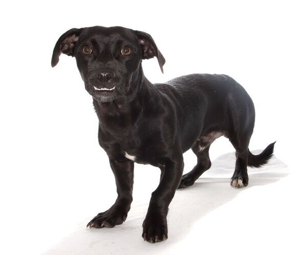 Medium Photo #3 Spaniel-Unknown Mix Puppy For Sale in Oakland Park, FL, USA