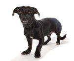 Small #2 Spaniel Mix