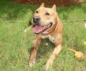 Mother of the American Bully puppies born on 08/11/2025