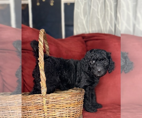 Medium Photo #1 Labradoodle mix (+ Poodle Standard) Puppy For Sale in MOKELUMNE HILL, CA, USA