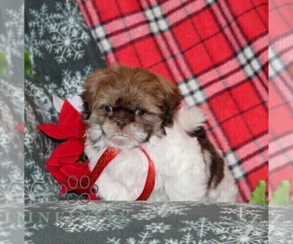 Medium Photo #1 Shih Tzu Puppy For Sale in WINDSOR, PA, USA