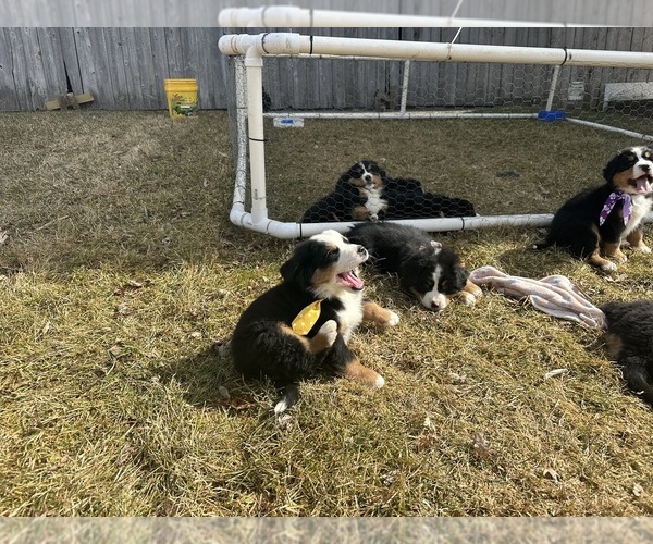 Medium Photo #7 Bernese Mountain Dog Puppy For Sale in ATHENS, WI, USA