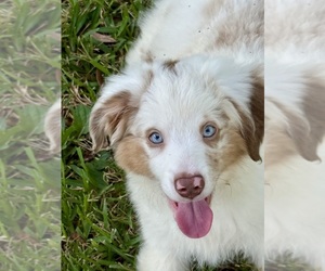 Medium Miniature Australian Shepherd