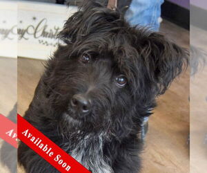 Mutt Dogs for adoption in Huntley, IL, USA