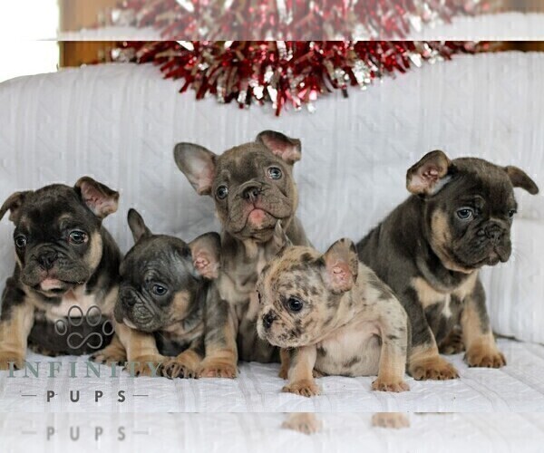 Medium Photo #6 French Bulldog Puppy For Sale in LITITZ, PA, USA