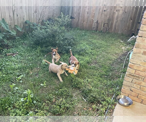 Medium Photo #2 Mutt Puppy For Sale in Mobile, AL, USA