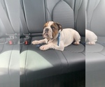Small Photo #24 English Bulldog Puppy For Sale in FORT LAUDERDALE, FL, USA
