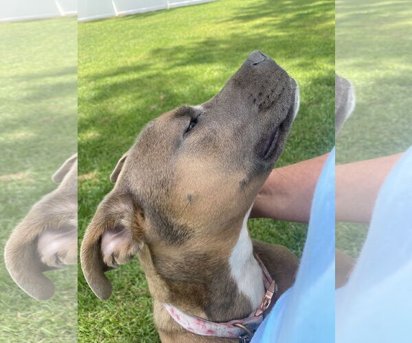 Medium Photo #4 Border Collie-Unknown Mix Puppy For Sale in Sykesville, MD, USA