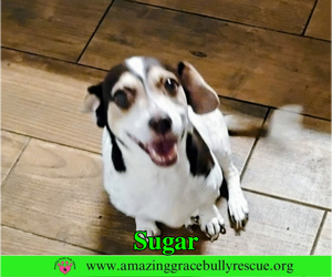 Sugar - Female Doxle Dog for Adoption - Photo #2