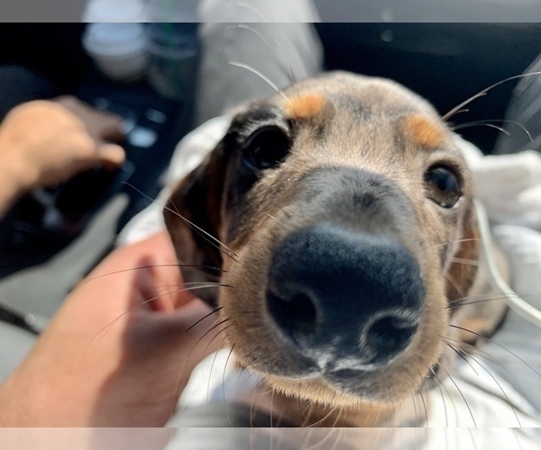 Medium Photo #5 Dachshund Puppy For Sale in CHICAGO, IL, USA