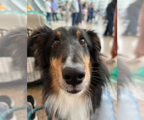 Medium Photo #2 Mutt Puppy For Sale in Bellevue, WA, USA