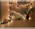 Puppy Vixen Great Pyrenees