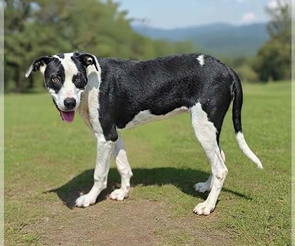 Medium Photo #7 American Bulldog-Great Dane Mix Puppy For Sale in Talladega, AL, USA