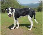 Small #6 American Bulldog-Great Dane Mix