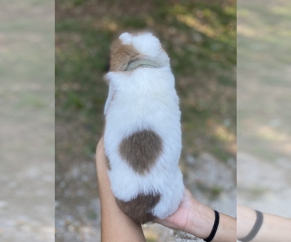 Medium Photo #3 Saint Bernard Puppy For Sale in COLBERT, GA, USA