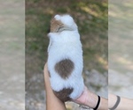 Small Photo #3 Saint Bernard Puppy For Sale in COLBERT, GA, USA