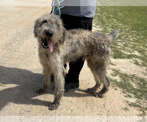 Labradoodle Dogs for adoption in Rockaway, NJ, USA