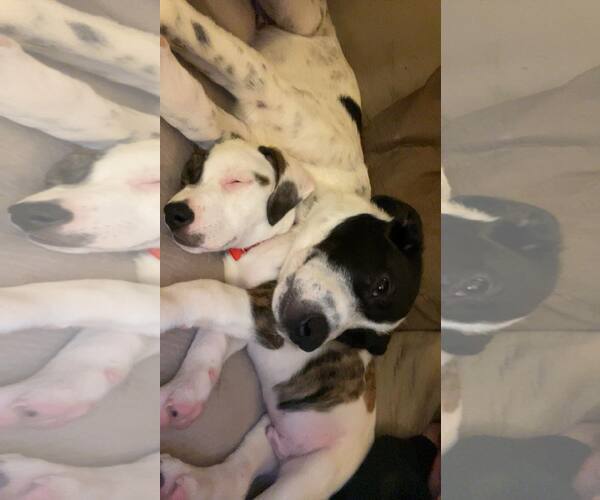 Medium Photo #6 American Staffordshire Terrier-Unknown Mix Puppy For Sale in Duluth, MN, USA