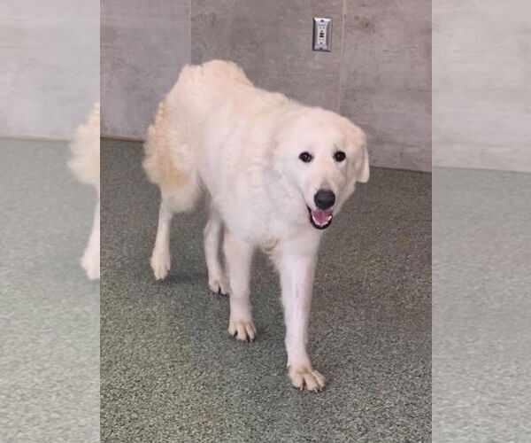 Medium Photo #10 Great Pyrenees-Maremma Sheepdog Mix Puppy For Sale in Dallas, TX, USA