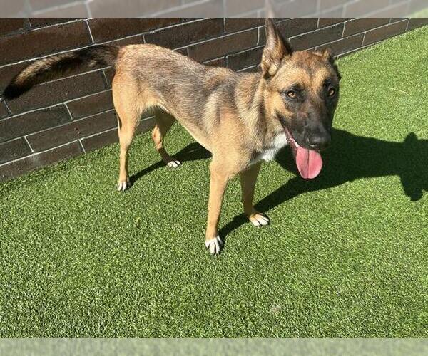 Medium Photo #1 German Shepherd Dog-Unknown Mix Puppy For Sale in Grand Prairie, TX, USA