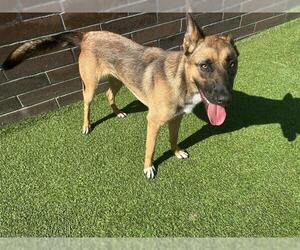 German Shepherd Dog-Unknown Mix Dogs for adoption in Grand Prairie, TX, USA