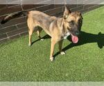 Small German Shepherd Dog Mix