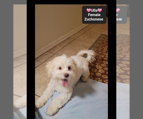 Medium Photo #2 Havanese-Zuchon Mix Puppy For Sale in TUCSON, AZ, USA