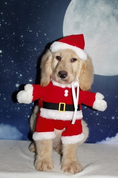 Medium Photo #3 Goldendoodle Puppy For Sale in LAKELAND, FL, USA