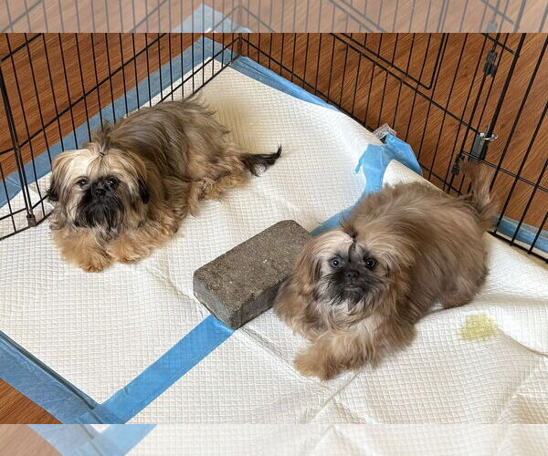 Medium Photo #3 Shih Tzu Puppy For Sale in Wheaton, IL, USA