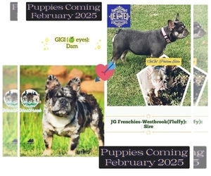 Father of the French Bulldog puppies born on 02/18/2025