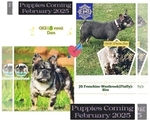 Small Photo #1 French Bulldog Puppy For Sale in BROKEN ARROW, OK, USA