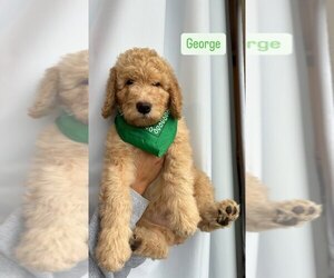 Goldendoodle Puppy for Sale in DURANT, Oklahoma USA