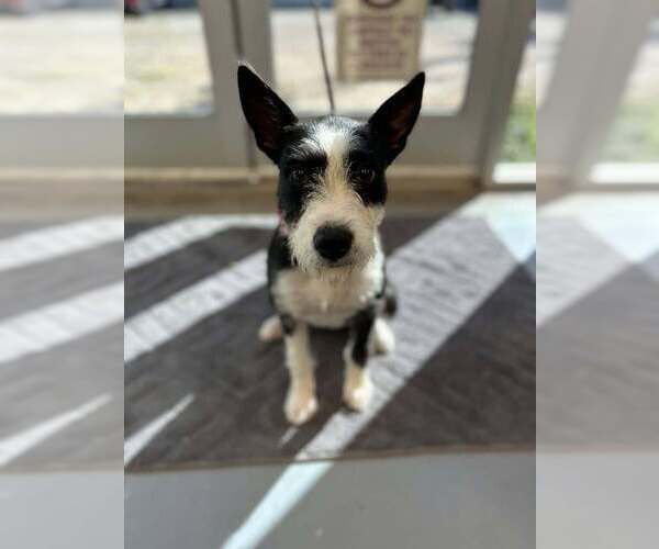 Medium Photo #1 Border Terrier-Unknown Mix Puppy For Sale in Lakewood, CO, USA