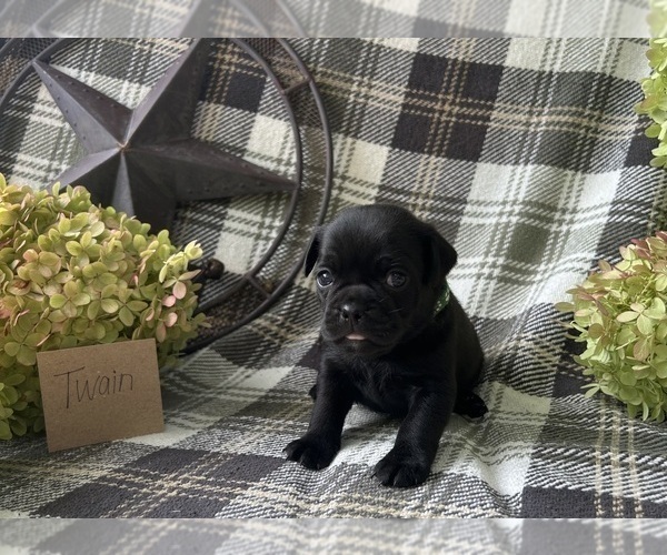 Medium Photo #2 Puggle Puppy For Sale in ELKTON, VA, USA