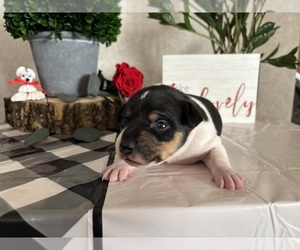 Rat Terrier Puppy for sale in TAMPICO, IL, USA