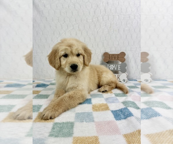 Medium Photo #2 Golden Retriever Puppy For Sale in INDIANAPOLIS, IN, USA
