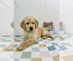Small #1 Golden Retriever