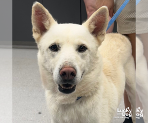 Huskies -Unknown Mix Dogs for adoption in Washington, DC, USA